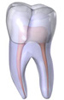 Endodontic & Periodontic Associates, Ltd.