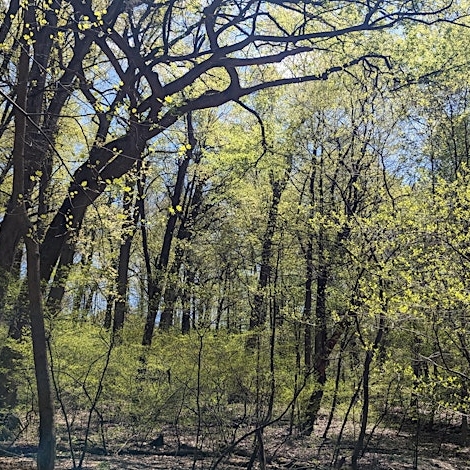 Forest Immersion School - Walk in Inwood Forest #1